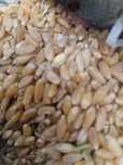 Продам корма , зерно, пшеницу, горох кормовой