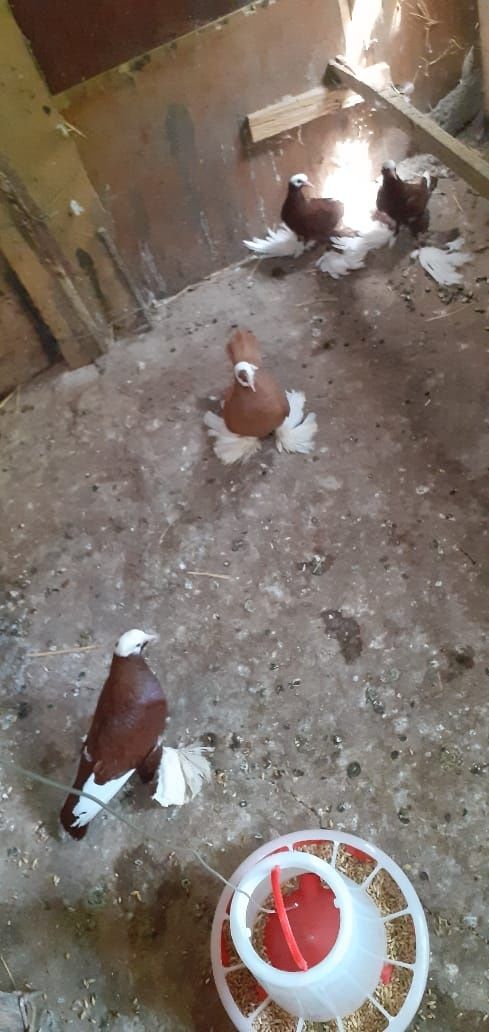 Продам голубей тттттт