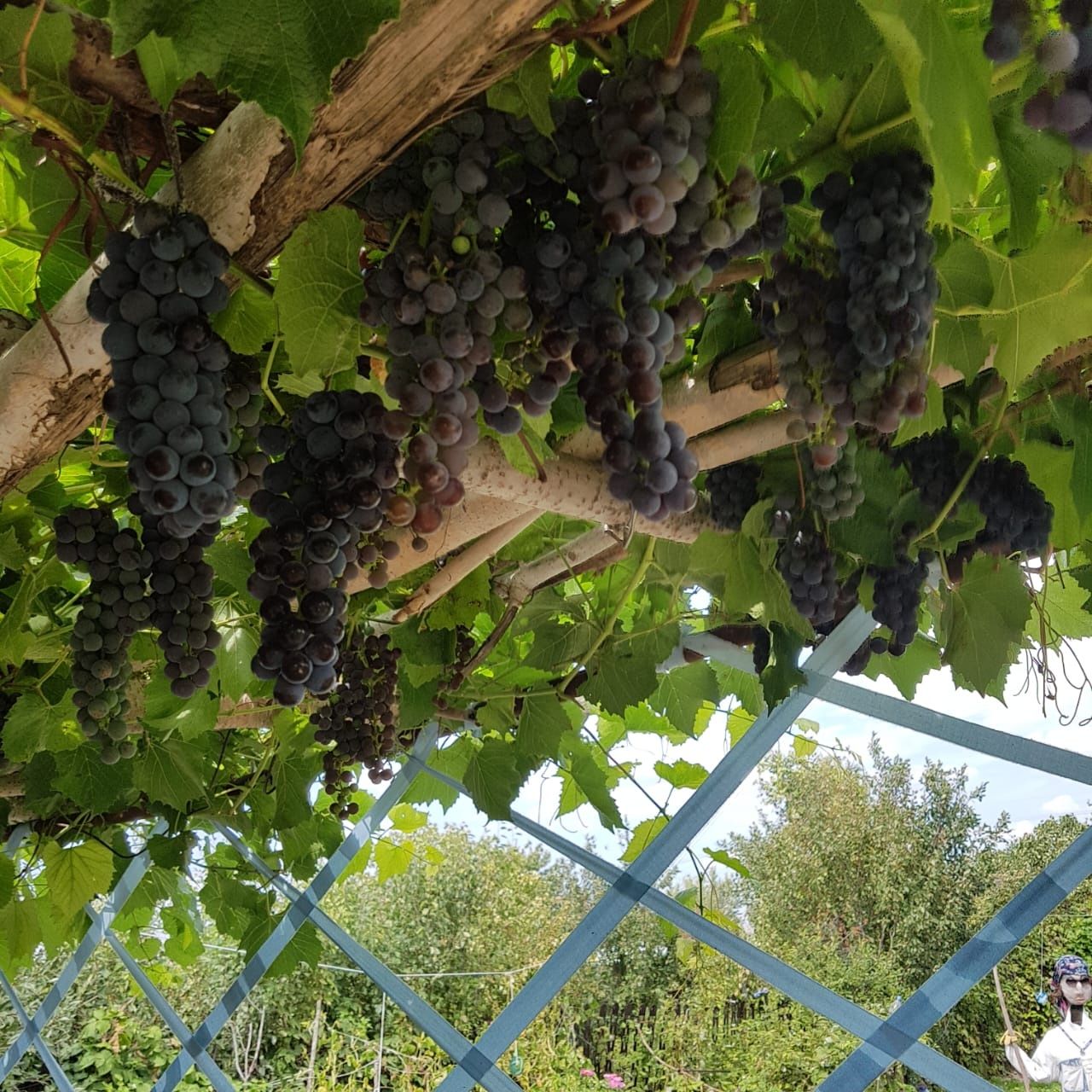 Продается дача Строитель за пеплом