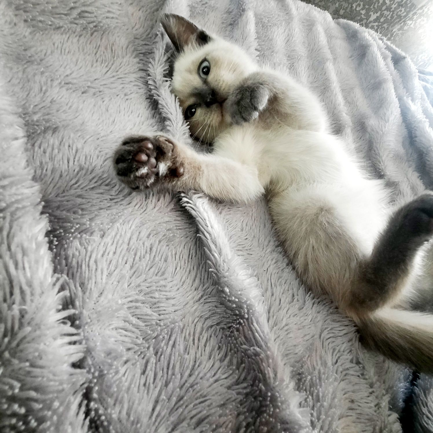 Котёнок.                    .