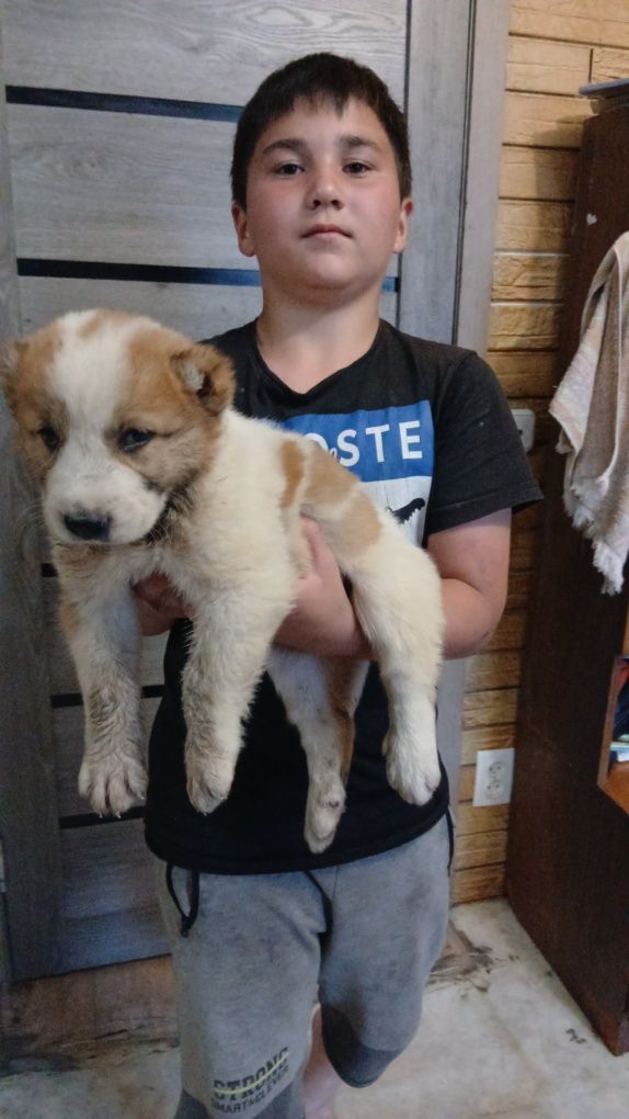 Продам    щенков