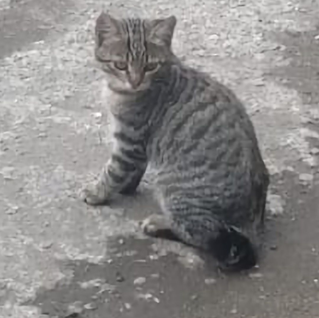 Отдам котика, мышелов.