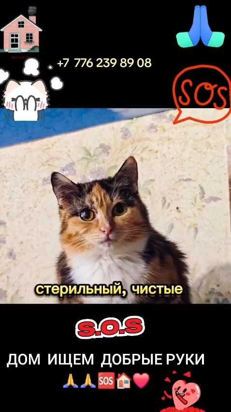 Коты и кошки ищут дом! Срочно!