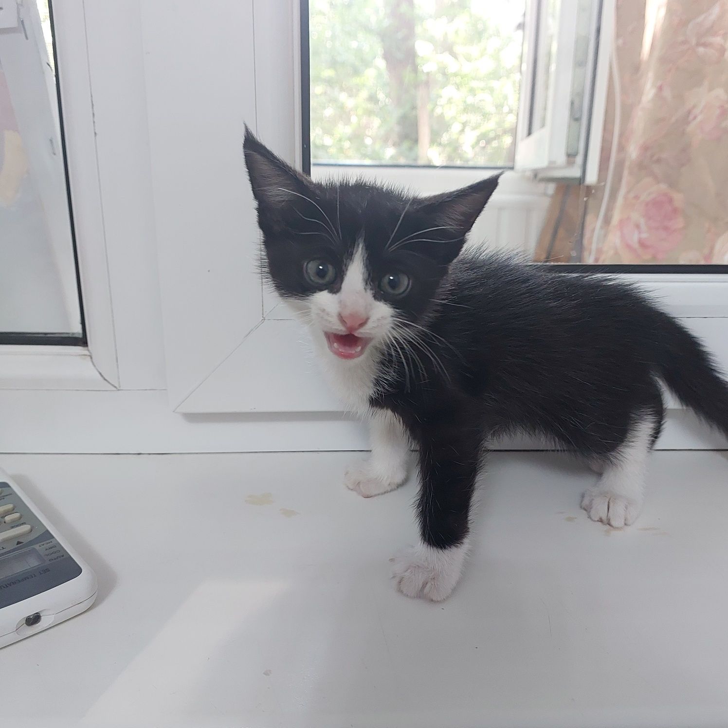 котятя 3 месячные