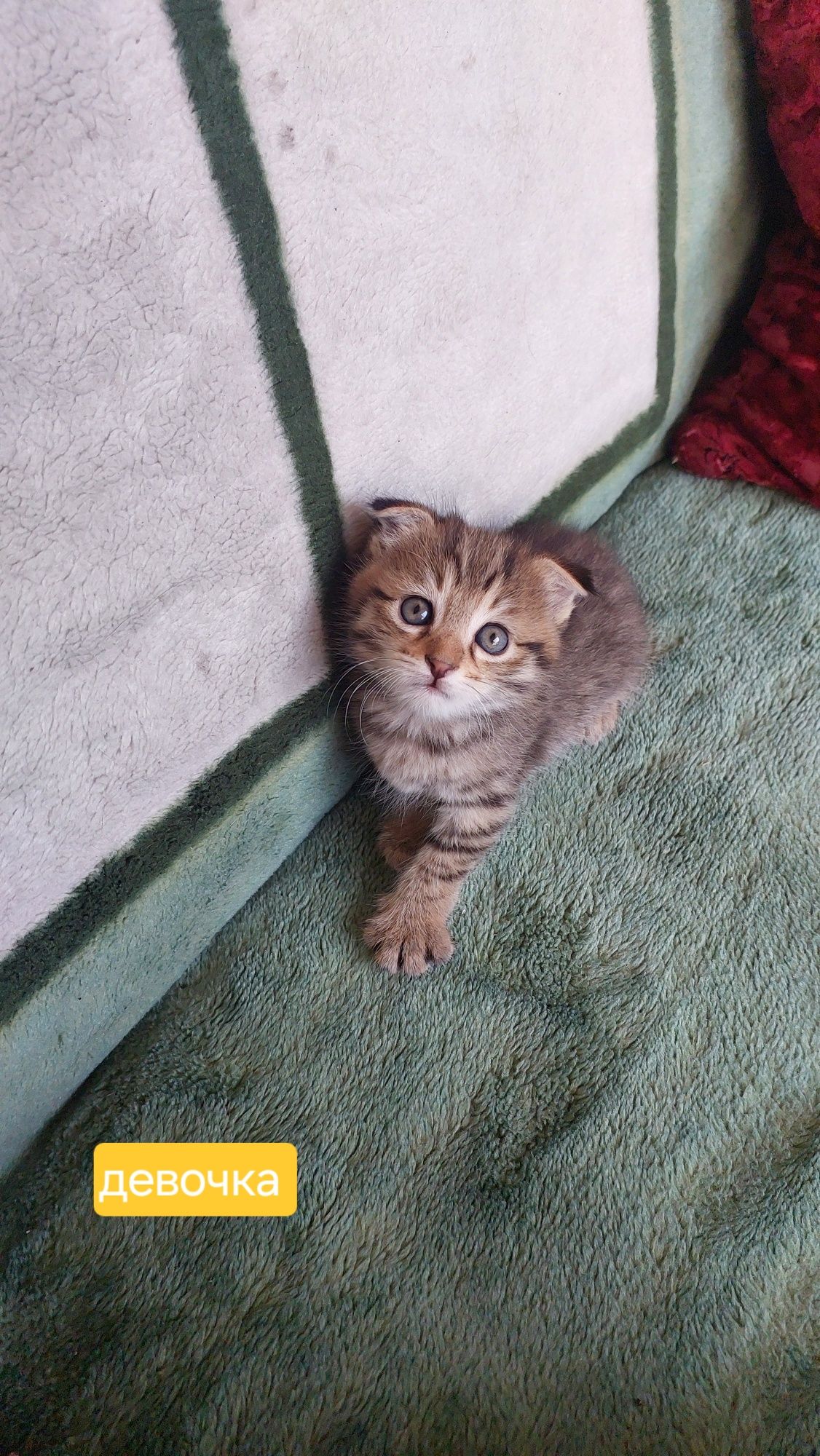 Веслоухие котята