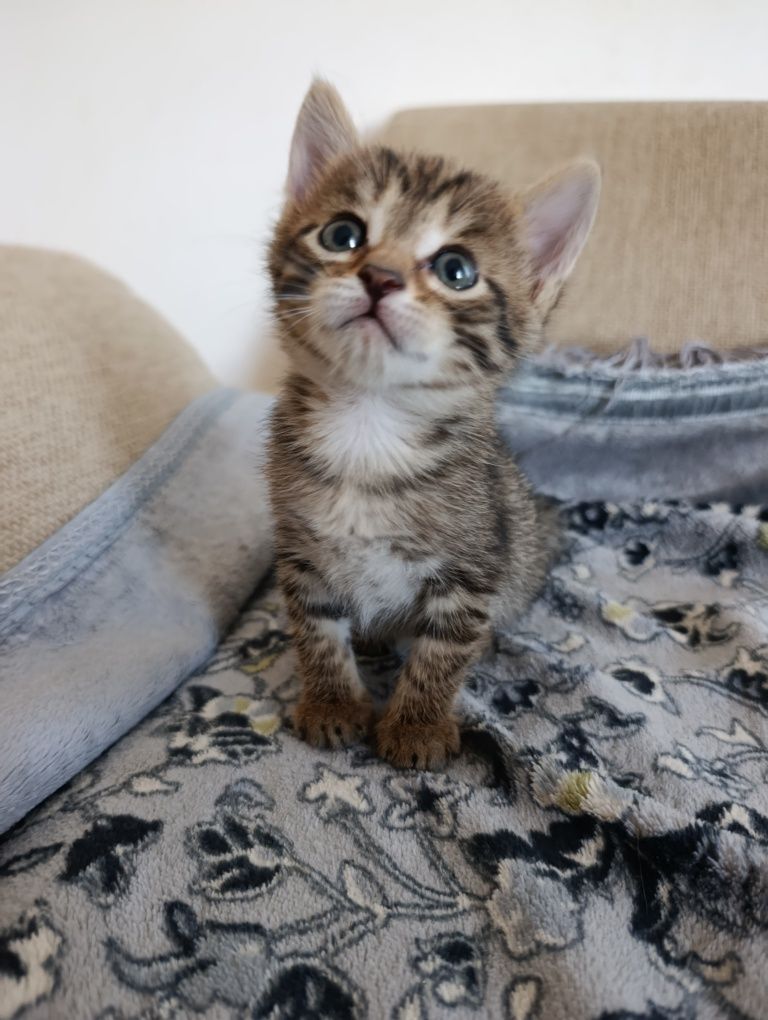 Котенок в добрые руки