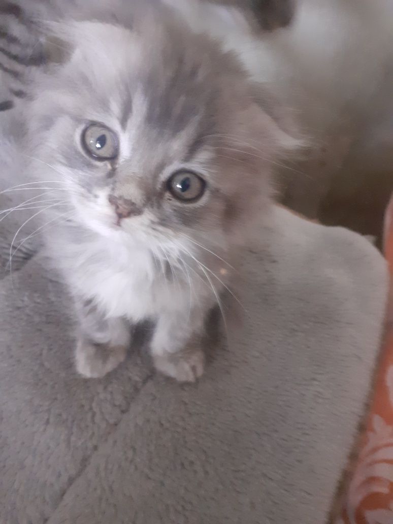 Шотландские котята.