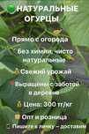 Огурцы прямо из грядки, натур продукт 100%