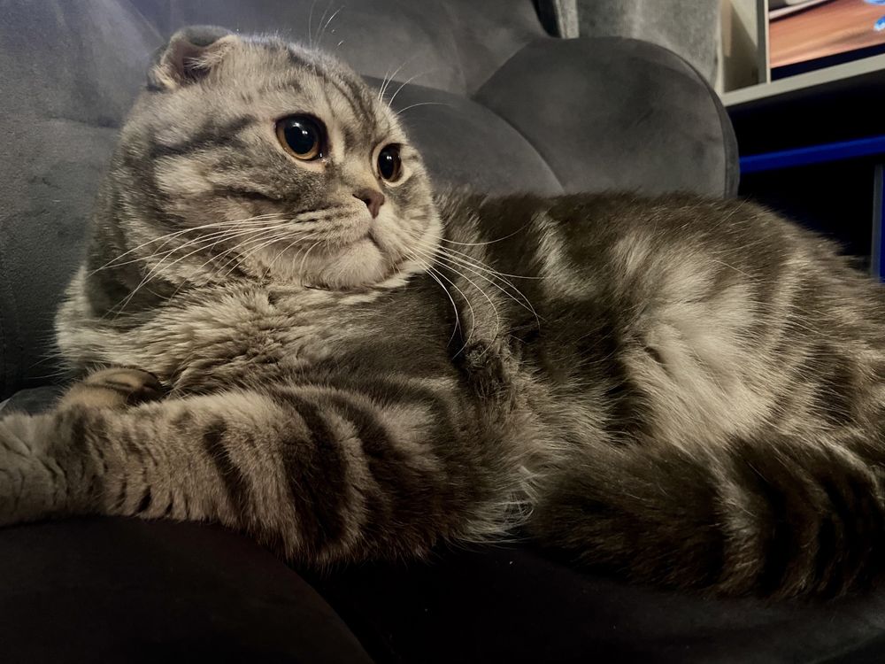 Котик ищет девочку для вязки