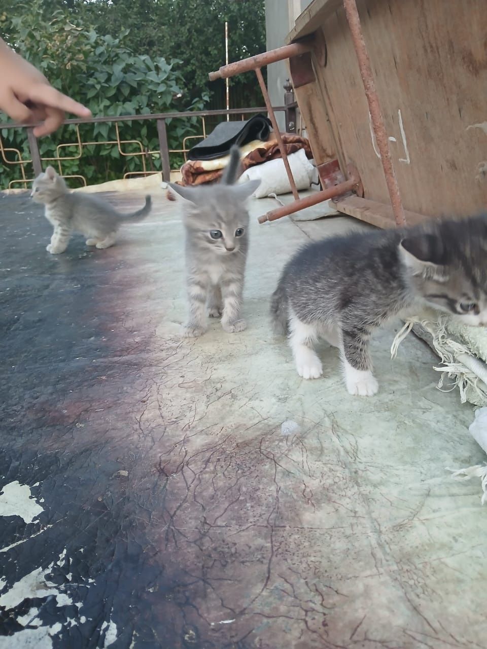 Продаются котята