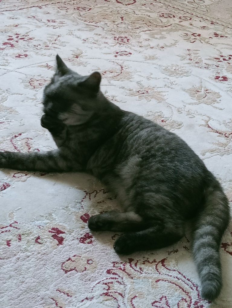 Мир животных кошка