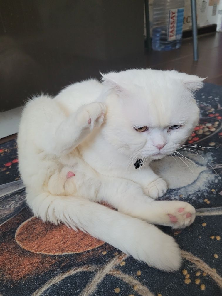 Кот Вязка шотландский вислоухий с большим опытом