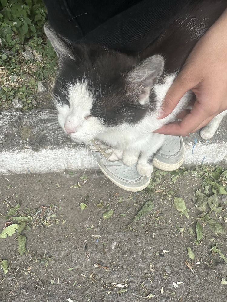 заберите кошечку в добрые руки чит. опис.