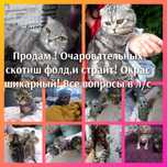 Продам шикарных скотиш фолд!