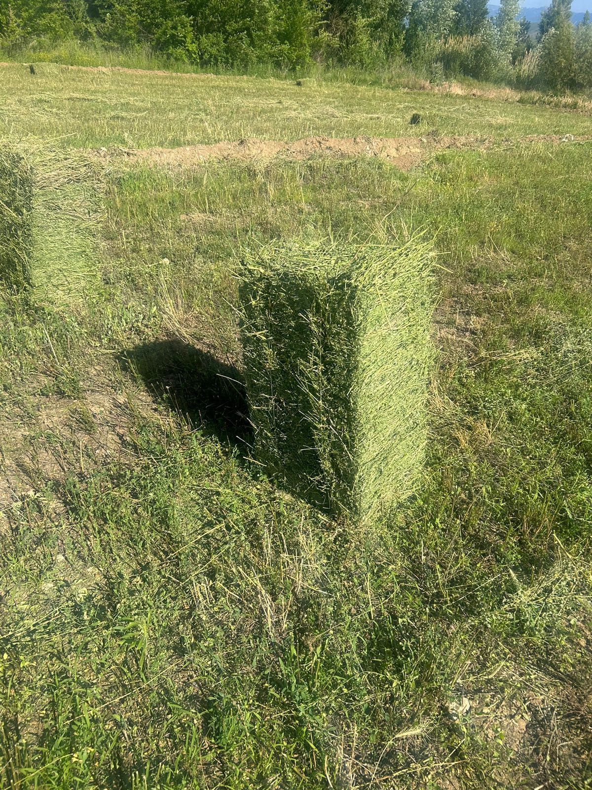 Сено люцерно с доставкой