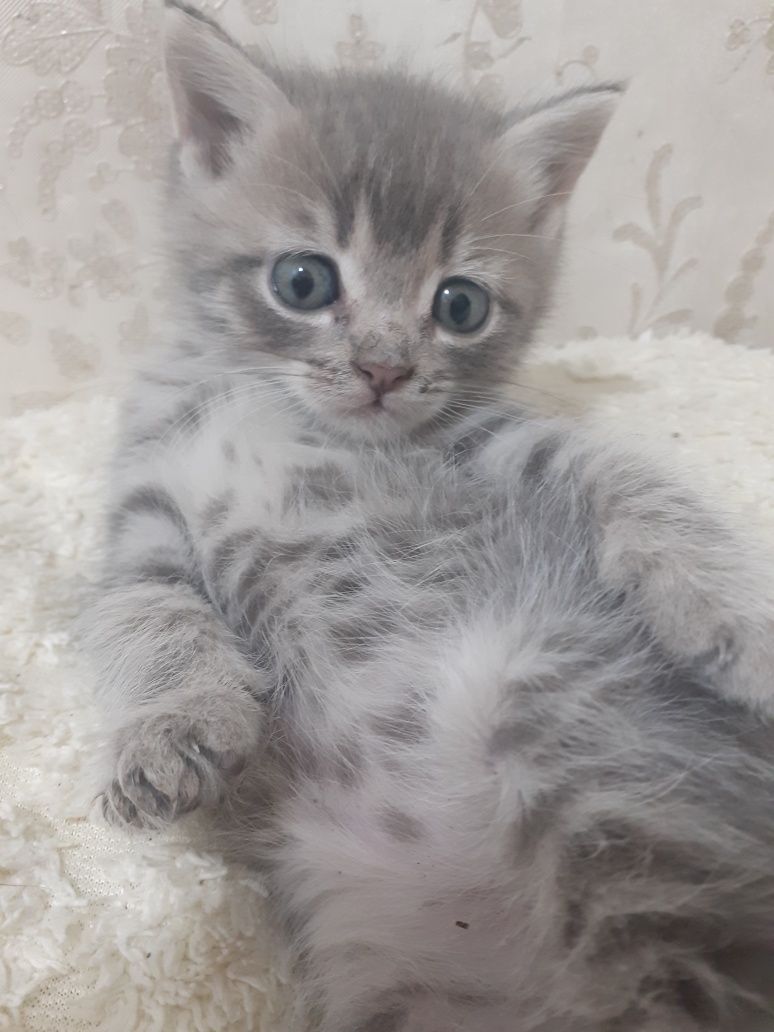 Шотландские котята.