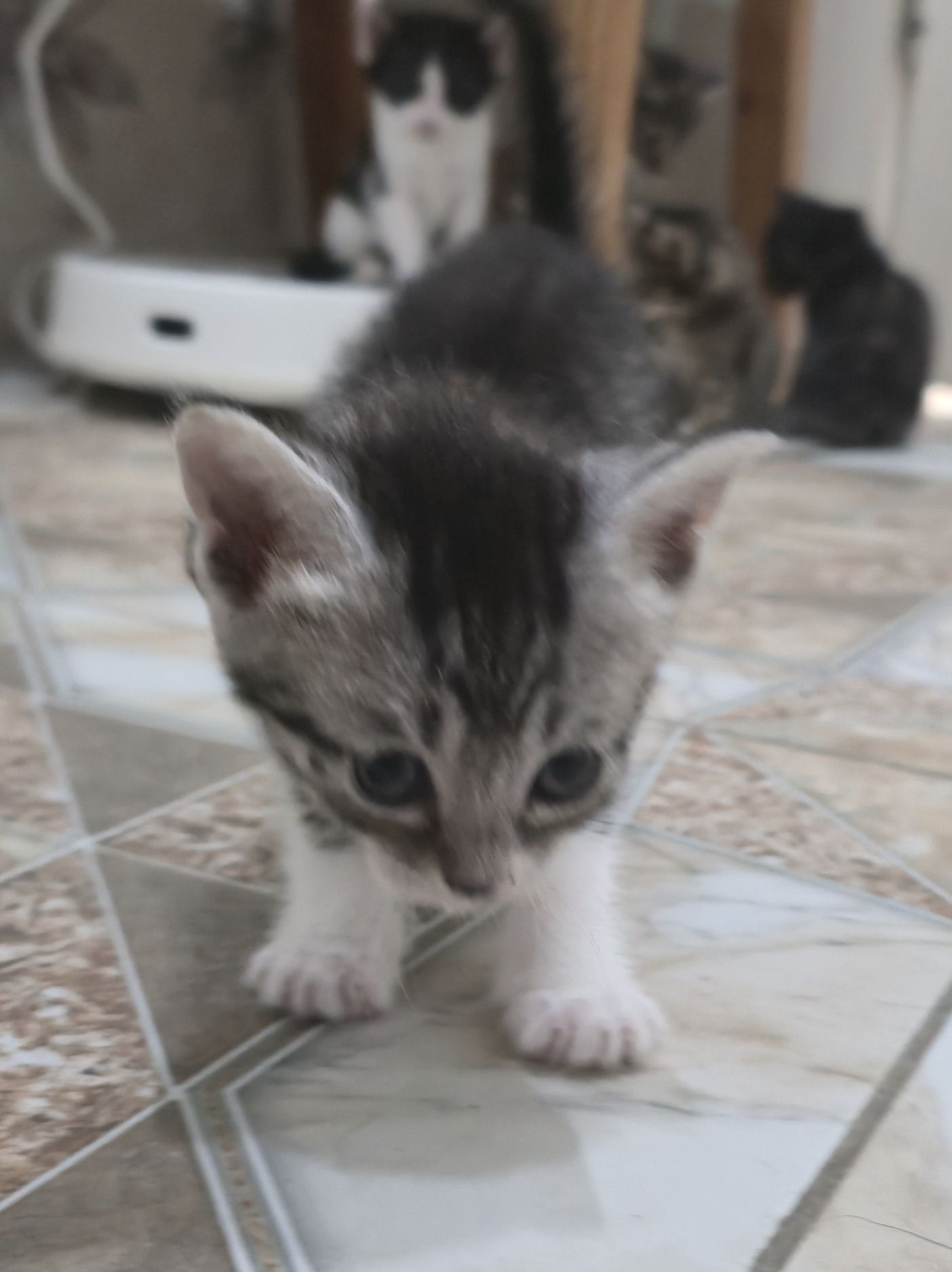 Котята домашние!