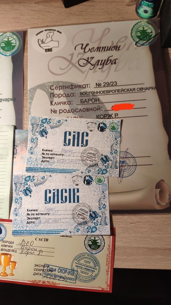Кобель восточноевропейской овчарки (ВЕО) на вязку