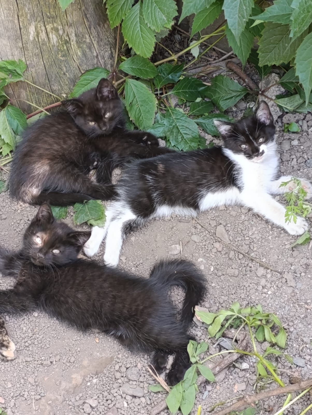 Котята в хорошие руки
