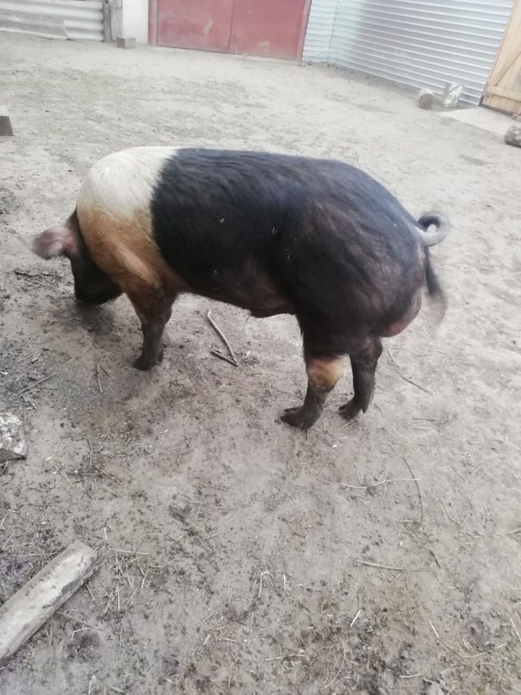 Продам кабана на племя. СКО Есильский район село Петровка!