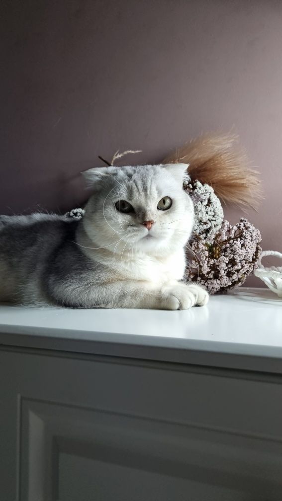 кот для вязки британский шиншила