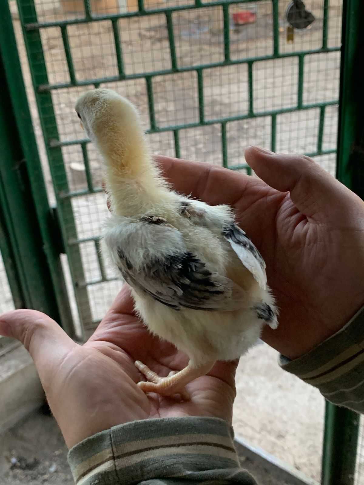 Продам цыплят даканов