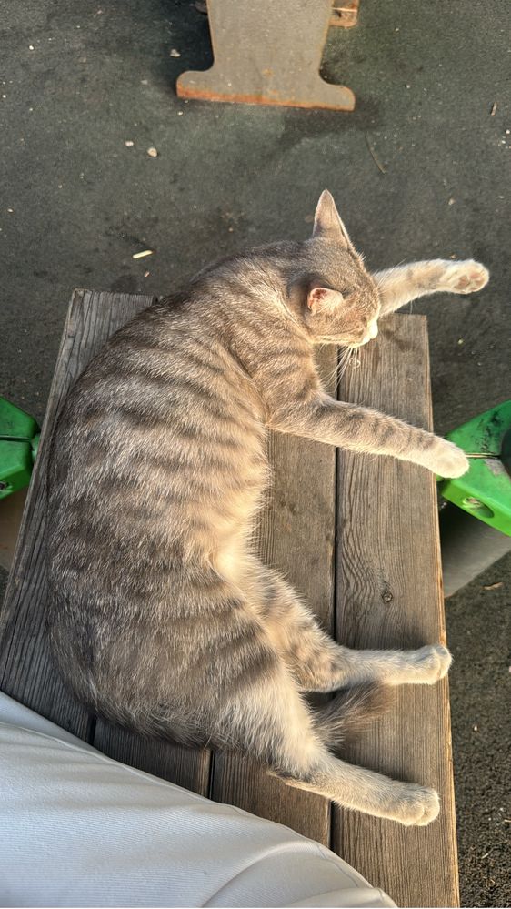 Срочно! На улице найдена беременная кошка