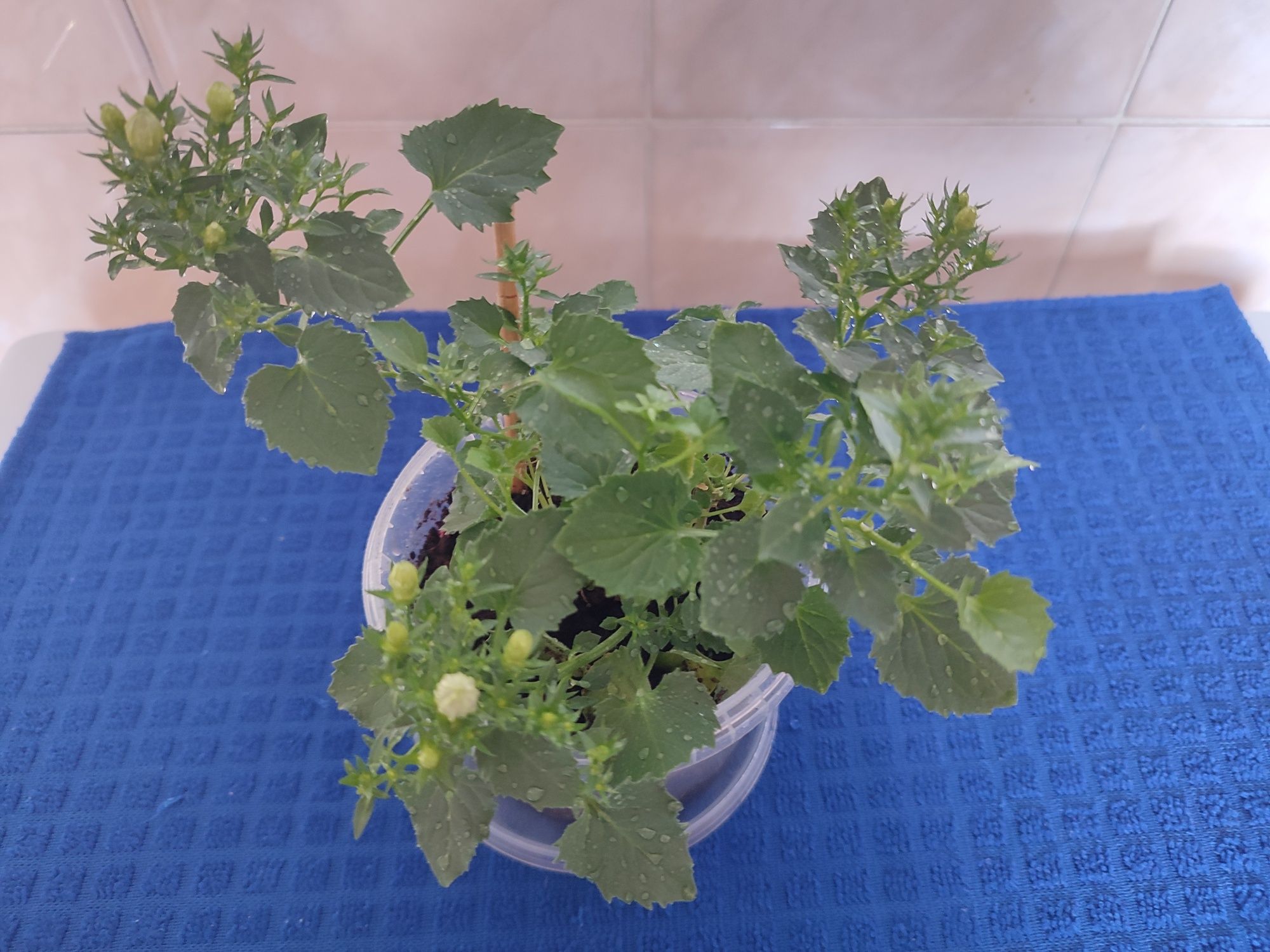 Продам комнатные цветы