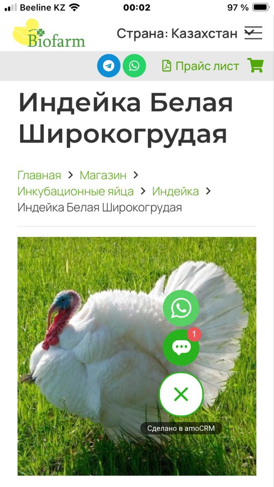 Продам  индюшат мясной и мясо-яичной породы