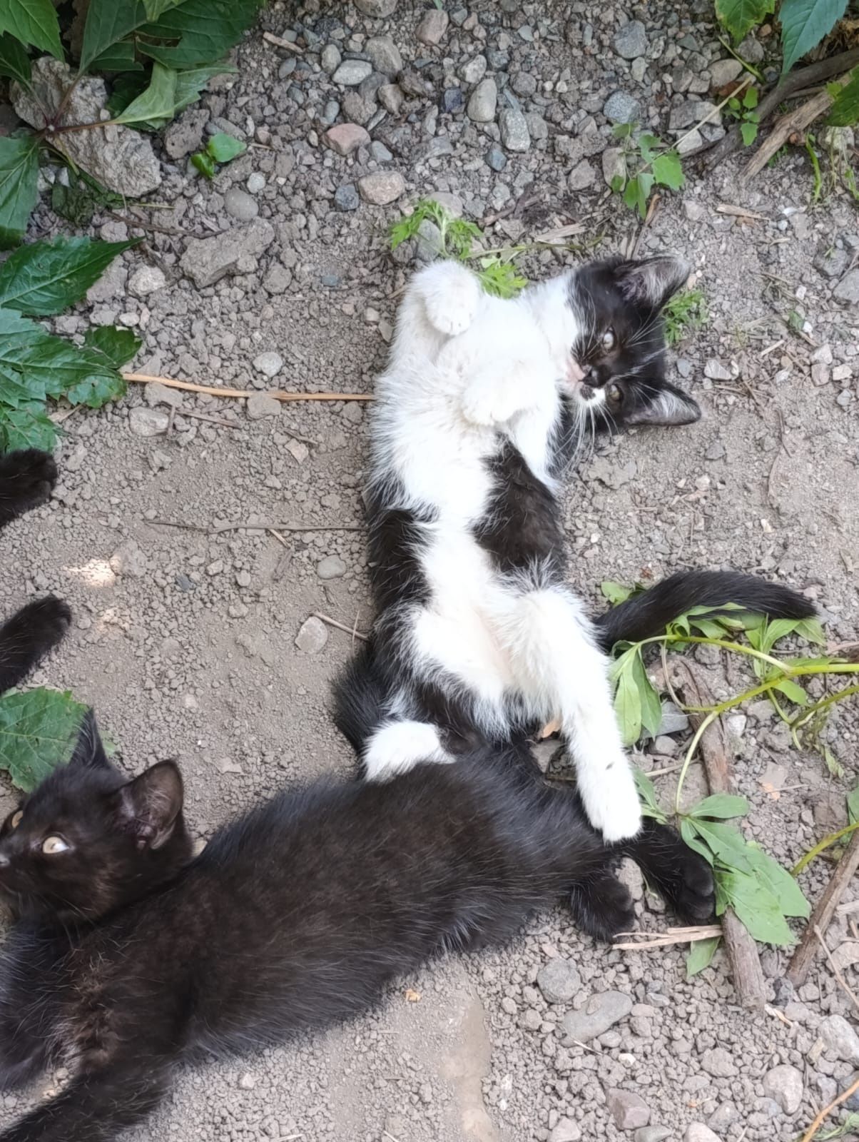Котята в хорошие руки