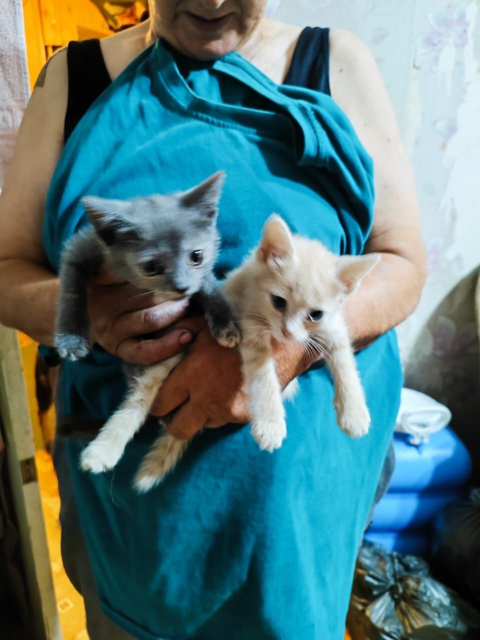 Отдам котенка в добрые руки