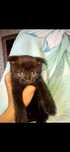 Котенок вислоухий