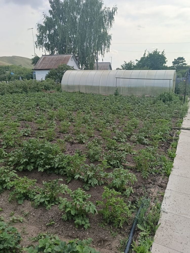 Продаю дачу с урожаем в обшестве СПП Металлург Грушевая 7