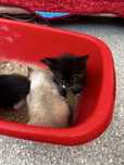 Котенок бесплатно