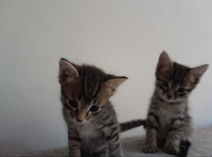 Отдаём котят в добрые руки