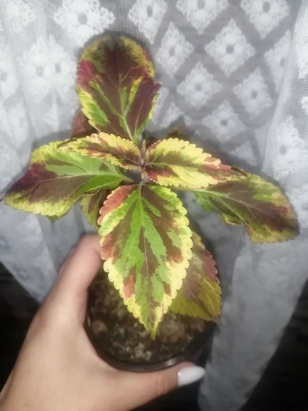 Колеусы отростки продам