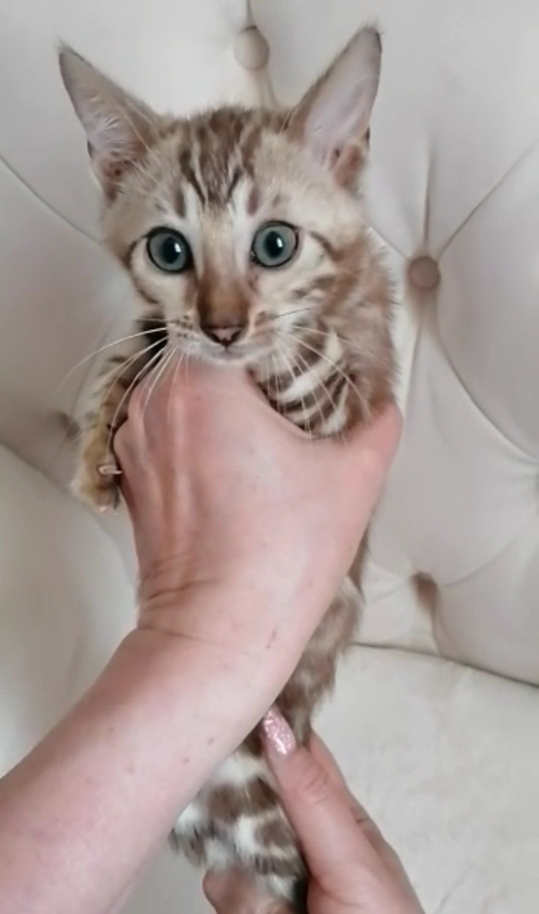 Лучшие бенгалы ждут Вас!