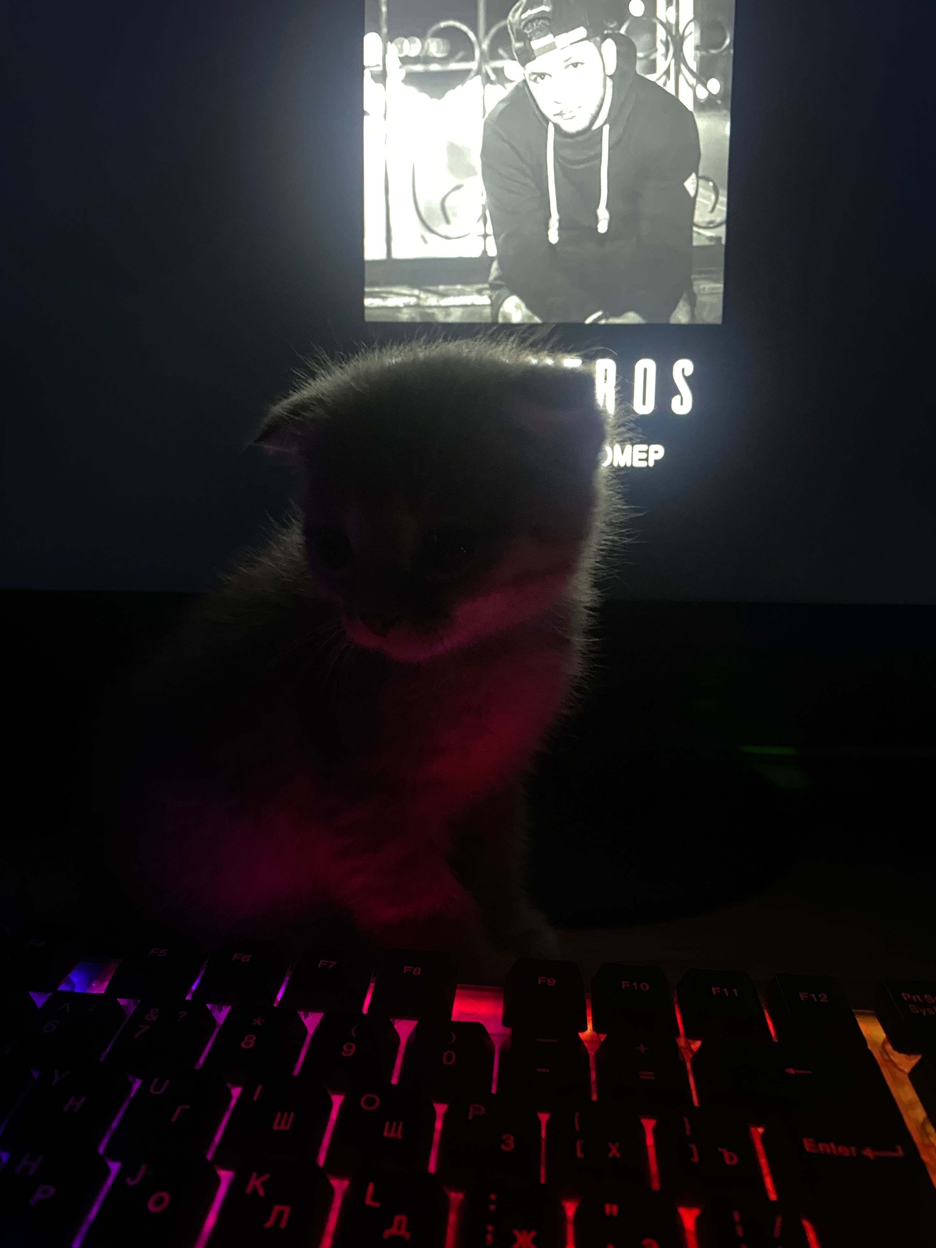Продам котят животные