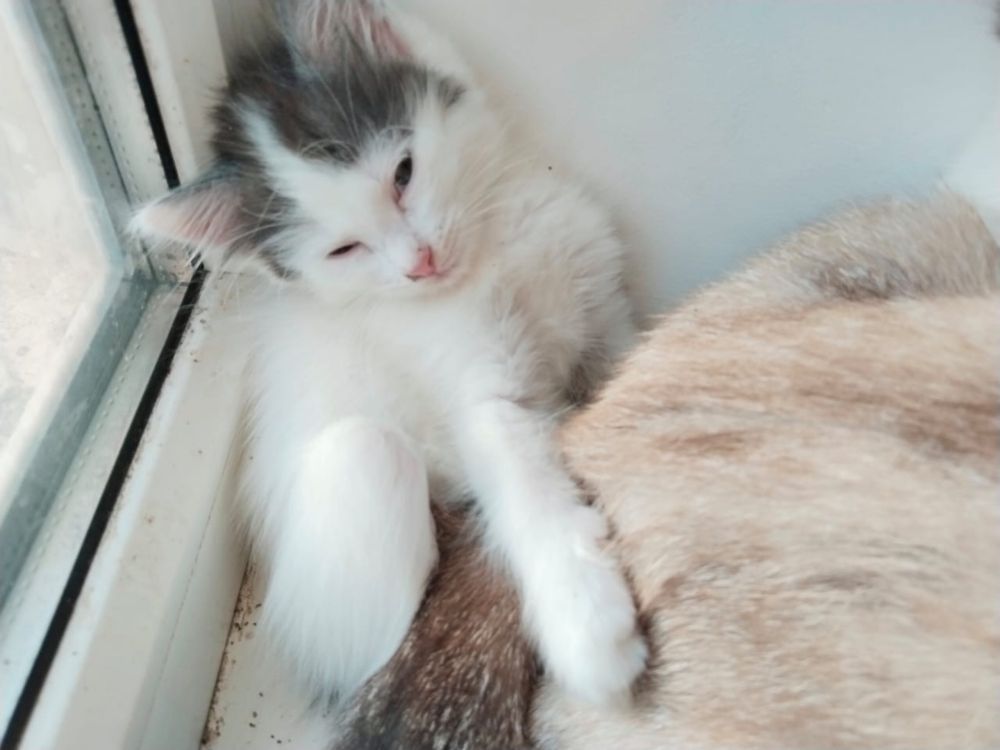 Котят в добрые руки