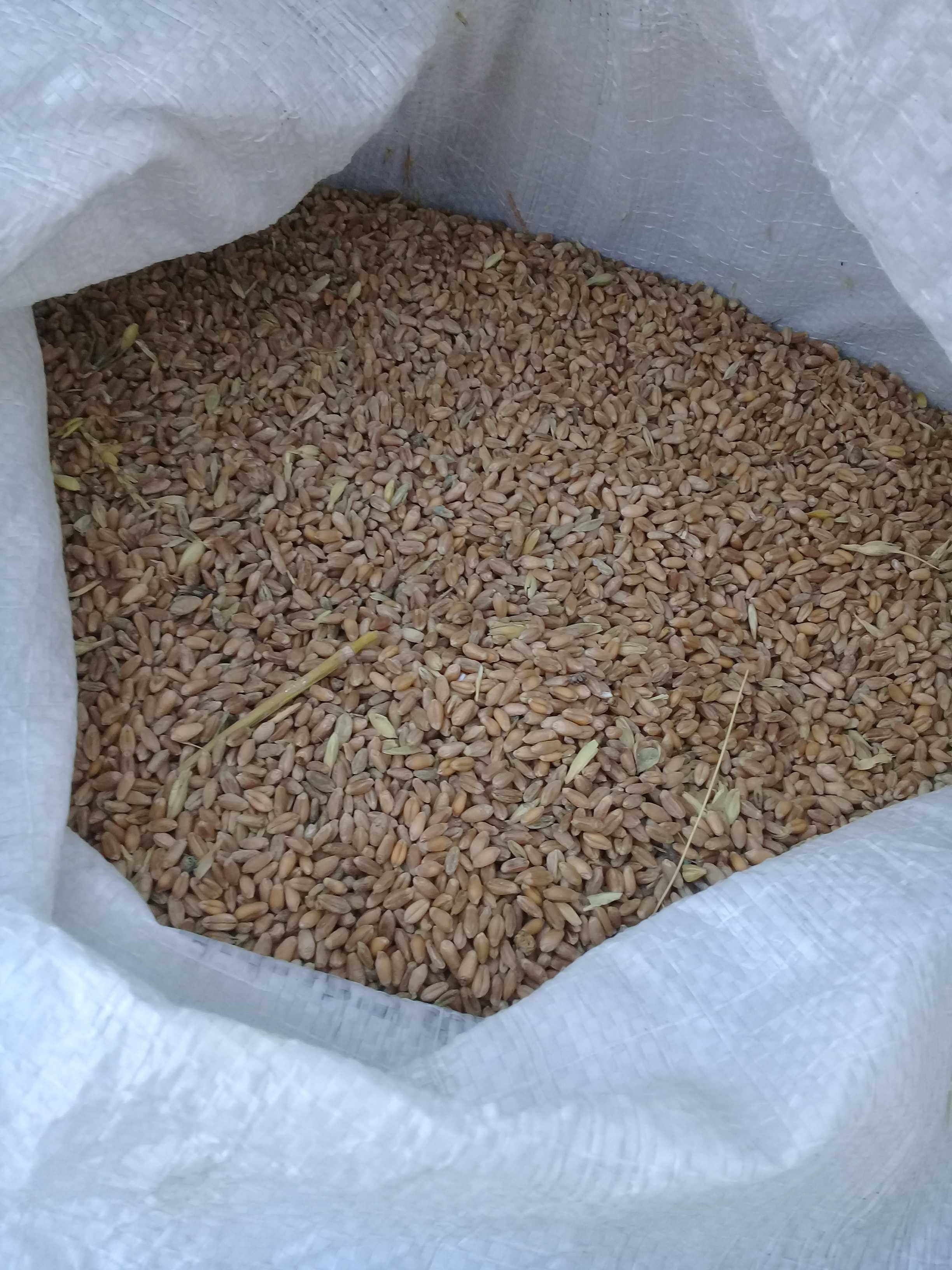 продам семечки, пшеницу, лен