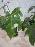 Продам цветок филодендрон Florida green