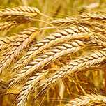 Продам пшеницу свежий урожай