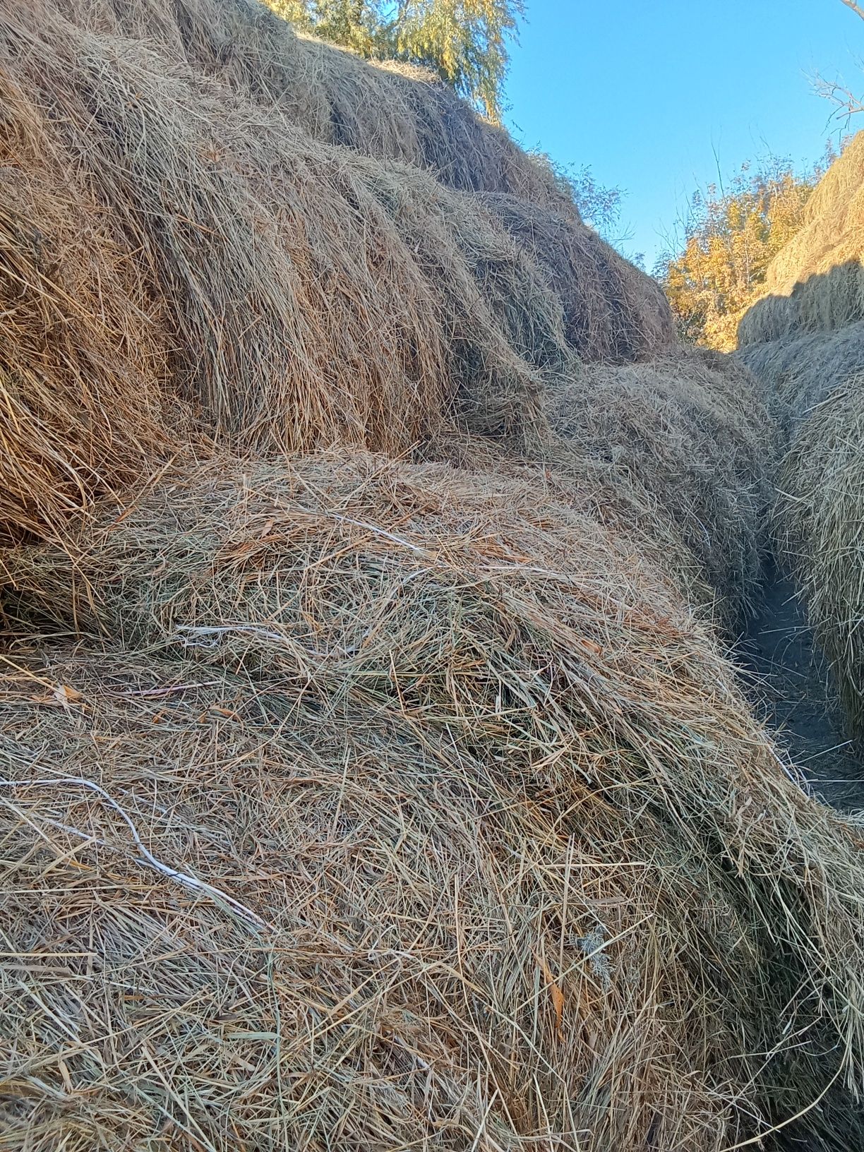 Продам сено в рулонах