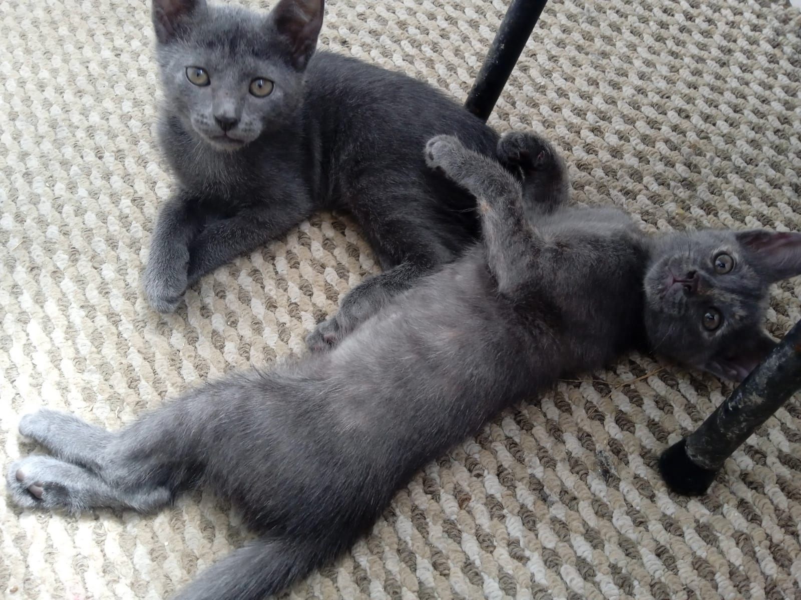 Отдам котят в добрые руки
