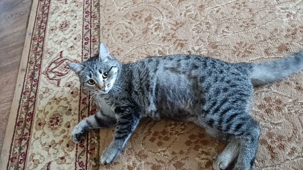 Отдам в добрые ответственные руки