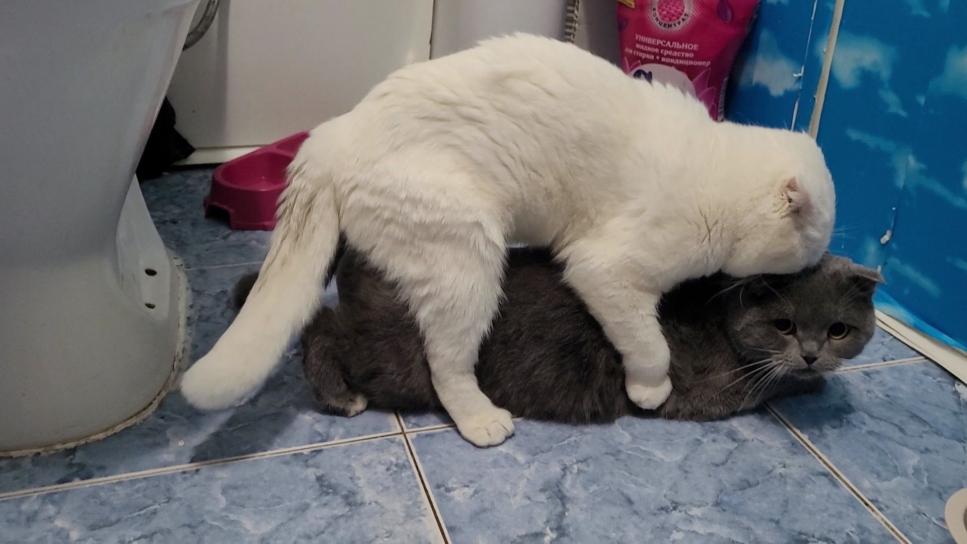 Кот вязка шотландский вислоухий с большим опытом