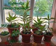 Комнатные растения