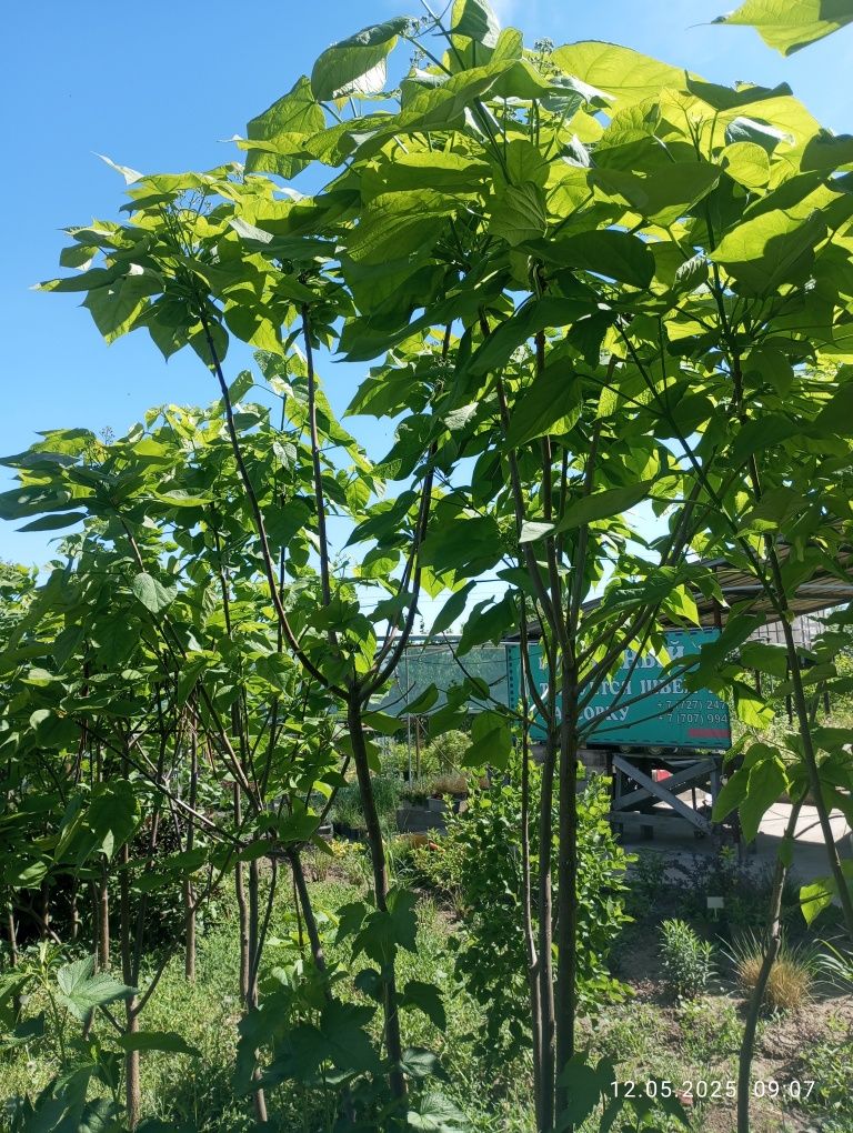 Продам саженцы КАТАЛЬПЫ 3-х метровые