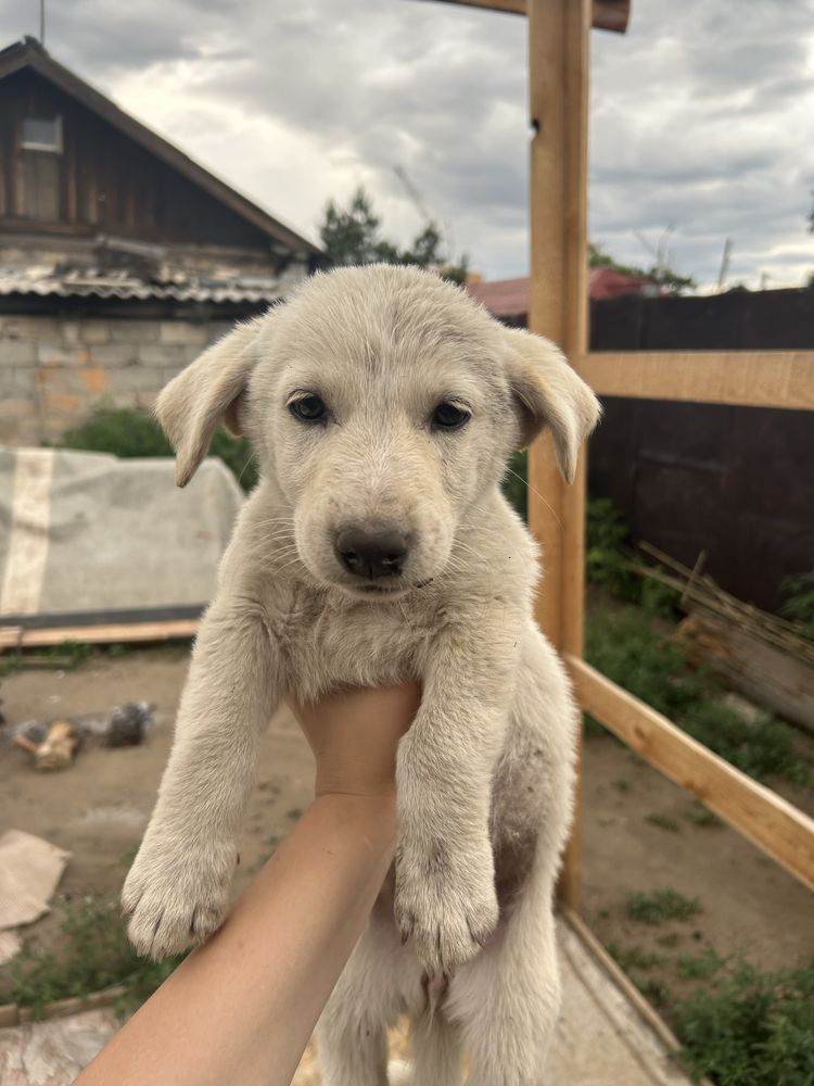 Отдам щенят , красивых , 1 мальчик , 2 девочки