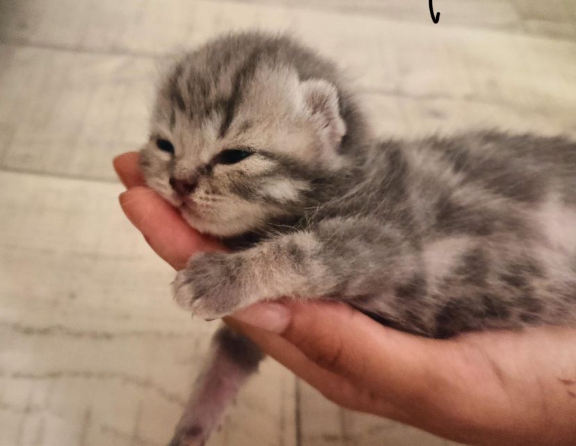 шотландские вислоухие и прямоухме котята